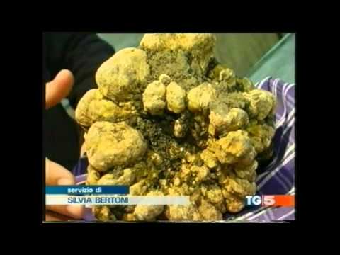 Il tartufo dei Record trovato dalla Savini Tartufi