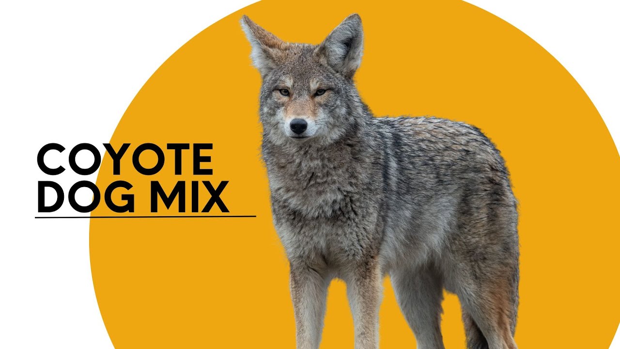 All About the Coyote Dog Mix AKA the Coydog