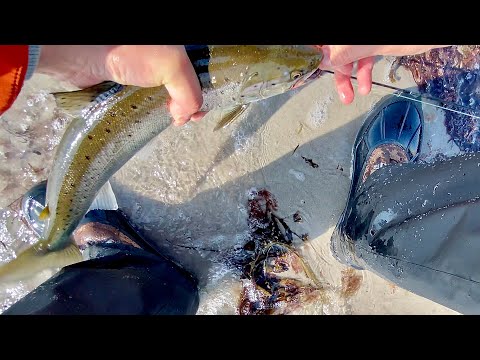 Caught my first SEA TROUT - from the beach!