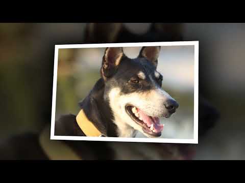 Pintu named desi local dog