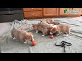 Welsh Corgi Pembroke dogs for sale: Torie - Video 1