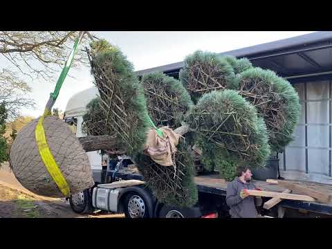 100 year old pinus niwaki bonsai on the move!