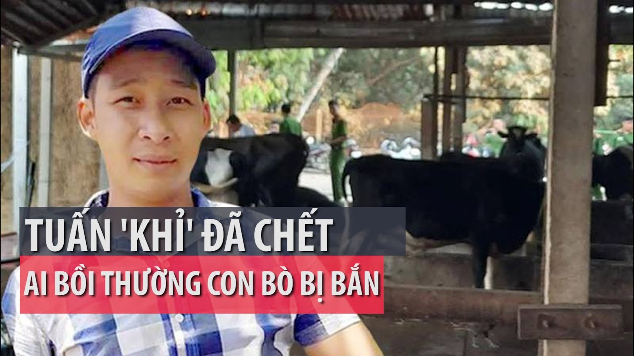 Bình luận pháp lý chuyện chủ bò đòi Tuấn ‘khỉ’ bồi thường 40 triệu đồng