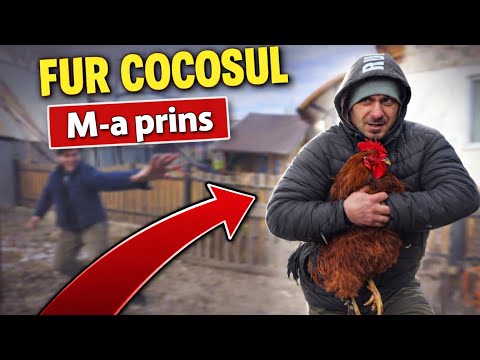 Costica a furat Cocosul lui Cornel și Tiberiu Rățoiul !