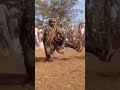 Gule WAMKULU Season Opening