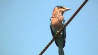 preview picture of video 'INDIAN ROLLER BIRD  AT MANANTHAVADY WAYANAD'