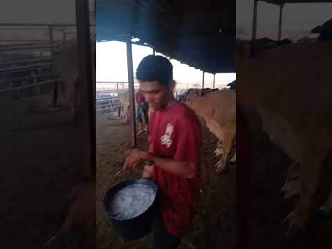 GUARICO - Venezuela! chaguaramas - Las Mercedes del Llano