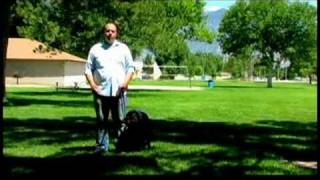 Dog Training Tips : How to Train a Dog Not to Bark at Visitors