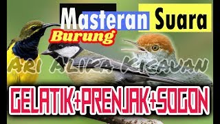 Download lagu masteran gelatik prenjak sogon mp3