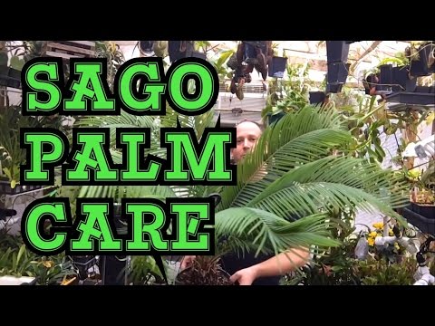 download lagu mp3 mp4 How To Take Care Of A Sago Palm, download lagu How To Take Care Of A Sago Palm gratis, unduh video klip How To Take Care Of A Sago Palm