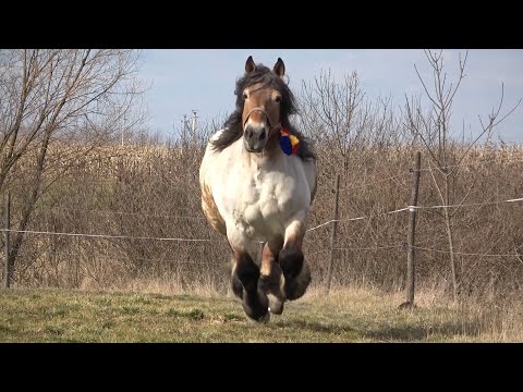 Iapa lui Bogdan de la Ruseni, Satu Mare - 2021 Nou!!!