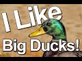 I Like Big Ducks (Sir Mixalot Baby Got Back parody)