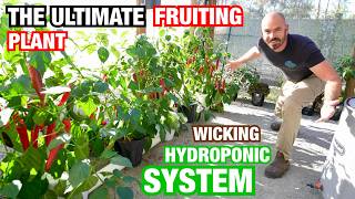 The Most Productive Hydroponic System for Fruiting Plants