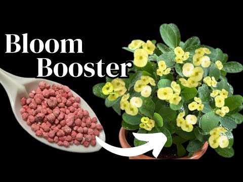 Repotting plant and Boosting Growth | Crown of Thorns Plant (Euphorbia Milii) Care