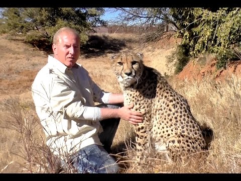 Comforting A Sick Cheetah | Tame Big Cat Visits Friend Even When Sick As A Dog | Stomach Bug