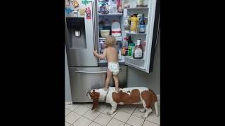 Dog helps toddler get in the refrigerator