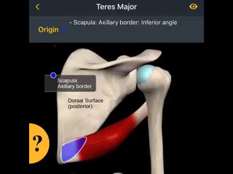 Muscles of the upper arm and shoulder blade - Human Anatomy, medical study center