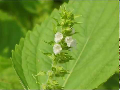 download lagu mp3 mp4 Shiso Powder, download lagu Shiso Powder gratis, unduh video klip Shiso Powder