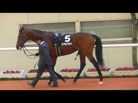 ロックディスタウン、阪神JFのパドック。現地映像、阪神競馬場