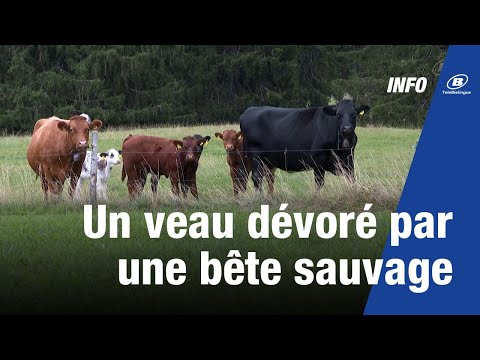 Un veau dévoré par une bête sauvage