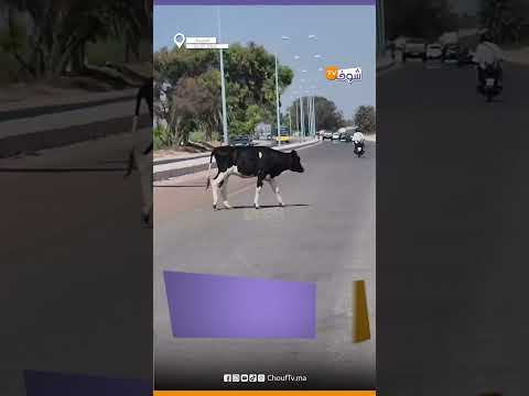ديال من هاد البقر؟.. لقطة مثيرة من مدينة المحمدية