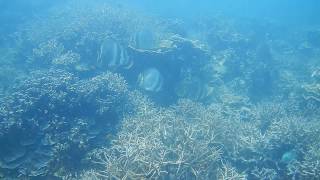 preview picture of video 'School of platax - Scuba diving (Renggis) - Tioman Island Trip (Malaysia) - HQ video'