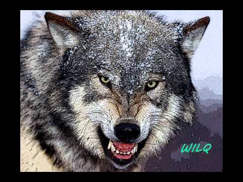 Dobry Hip Hop / Good Hip Hop - WilQ