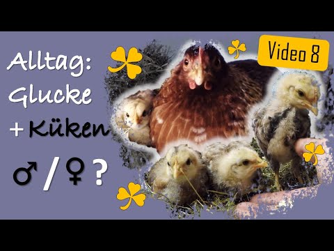 Hühner 8 ♀️♂️ Geschlecht der vier Küken: Hähne / Hennen? 🐥🐔 Alltag Glucke + Küken & 🐥🐥🐤 unsere Küken