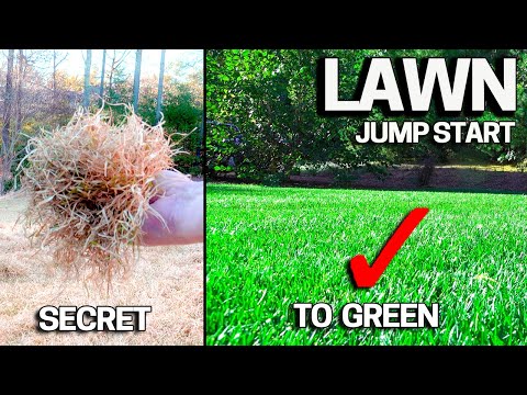 Easy Fix for your Lawn in Spring - Dethatching