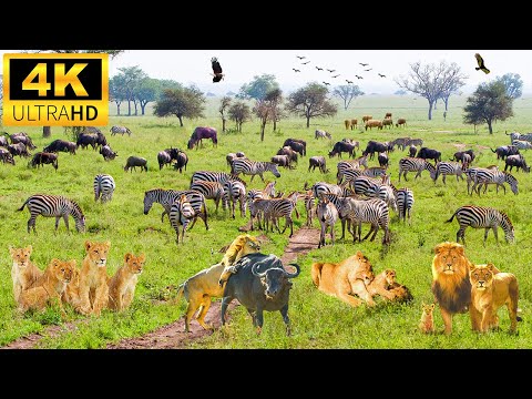 4K African Animals: Hwange National Park - Amazing African Wildlife Footage With African Music