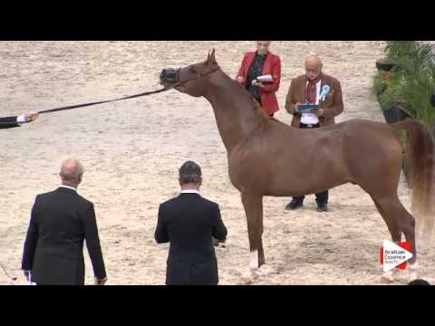 N.112 JAHAMAL DE CARTHEREY - Paris 2015 - Colts 2-3 years old (Class CM5 B)