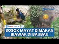 Identitas Mayat Wanita Tanpa Busana Di Baubau Sultra Warga Asal Kokalukuna Sempat Dimakan Biawak
