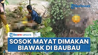 Identitas Mayat Wanita Tanpa Busana di Baubau Sultra: Warga asal Kokalukuna, Sempat Dimakan Biawak