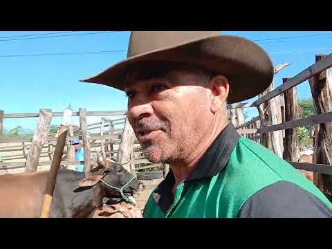 Feira de gado em Itã distrito de carnaiba-pe domingo 14/06/26 #feiralivre #gado #pecuária 