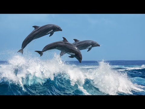 Relaxing Harp Music: Calm, Soothing, Soft, Ocean Nature Sounds | Instrumental Background Music ★56