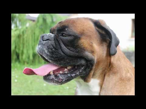 download lagu mp3 mp4 Buzzmon, download lagu Buzzmon gratis, unduh video klip Buzzmon
