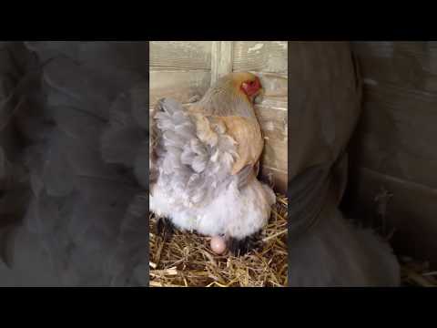 , title : 'Brahma chicken laying an egg - timing is everything'
