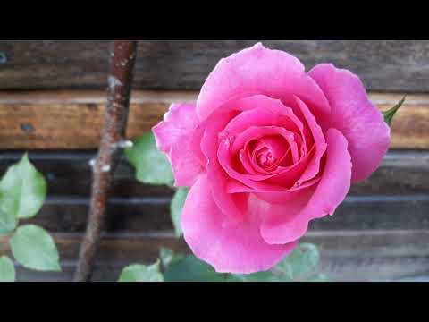 Happy Birthday Sekar