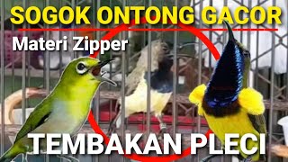 Download lagu SOGON GACOR TEMBAKAN PLECI - MATERI TEMBAKAN ZIPPER mp3