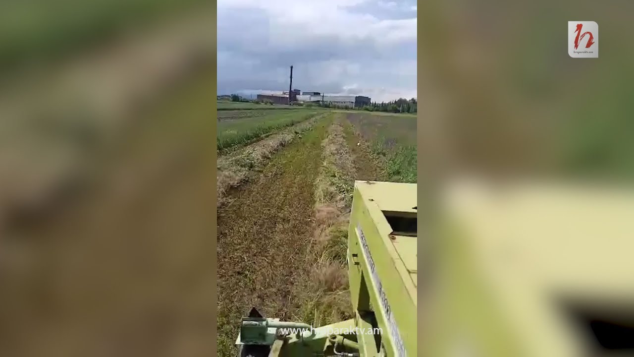 Կոմբայնը խոտի փոխարեն դաշտամուկ է «հնձում»․ ինչ է կատարվում Շիրակի դաշտավայրերում