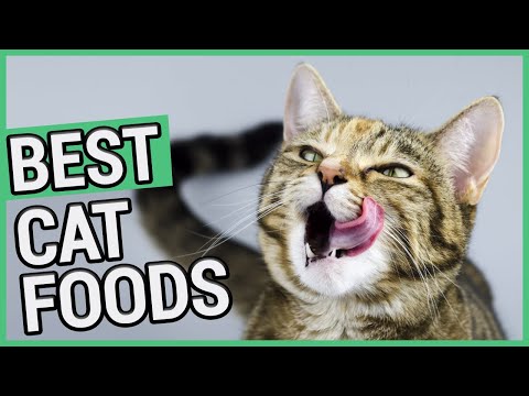 Best Cat Food | 5 Best Dry & Wet/Canned Cat Foods 2021 🐱 ✅