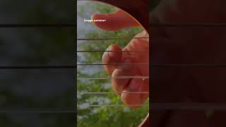 Download lagu Aku tak akan berhenti menemani dan menyayangimu🎵story wa nih #storywa30detik #wali #bandungvibes mp3