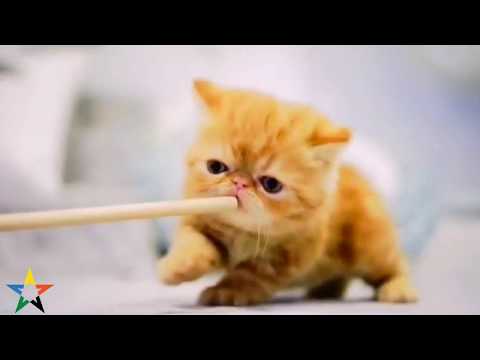 cats  play  with  my baby cat