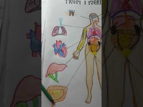 Tema: Organet e trupit te njeriut