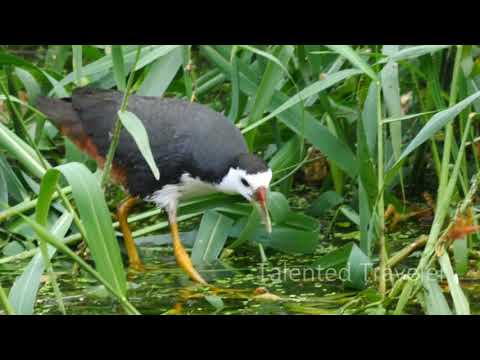 Heron (White breasted) Indian Species.