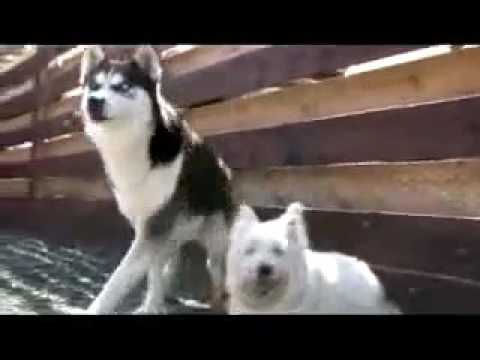 Connolly's RED MILLS Pet Food Advertisement