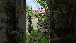 Download lagu inspirasi taman depan rumah dengan tanaman anggrek FSFR #anggrek #orchid #dendrobium #garden mp3