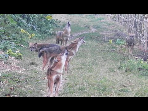 Golden Jackal Sound--শিয়ালের ডাক--Sheyal er Dak New--Jackal Calling Sound--Jackal Crying Sound