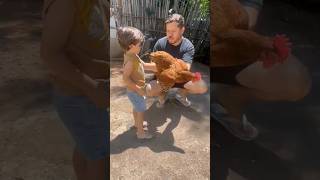 Ensinando o Arthur pegar galinha 🐔😂 - #roça #fazenda #familia #filhos