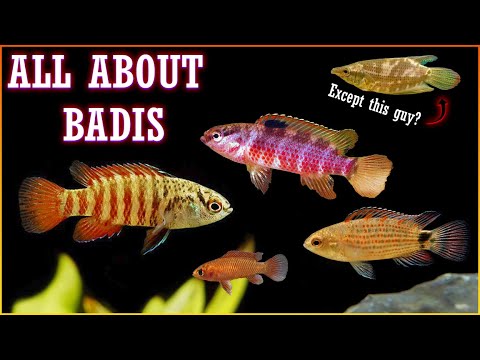 Battle of the Badis Fish! Tiny Fish with Big Attitudes